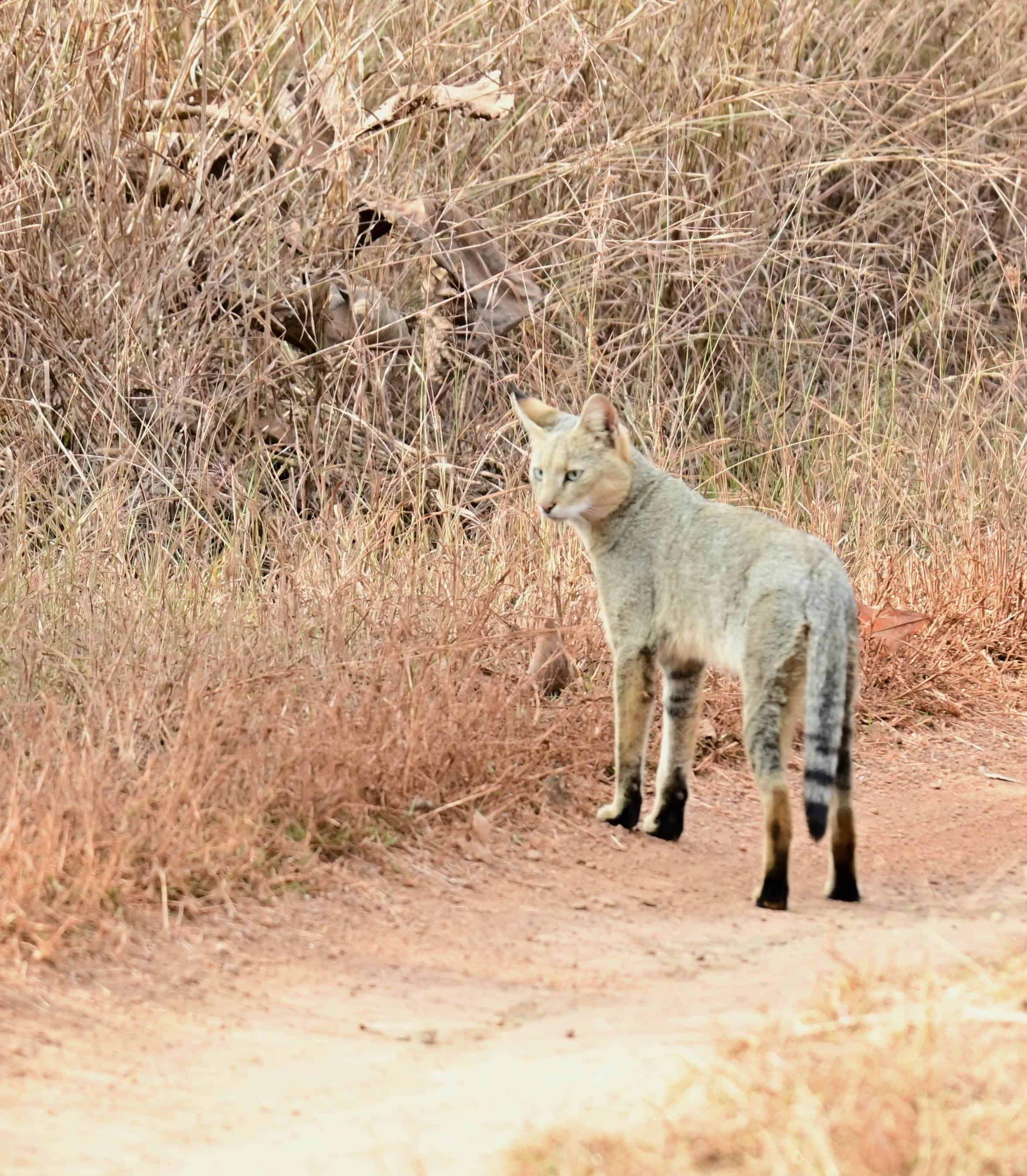 Jungle Cat walking on the pathway at Panna National Park with long brown grass behind it.