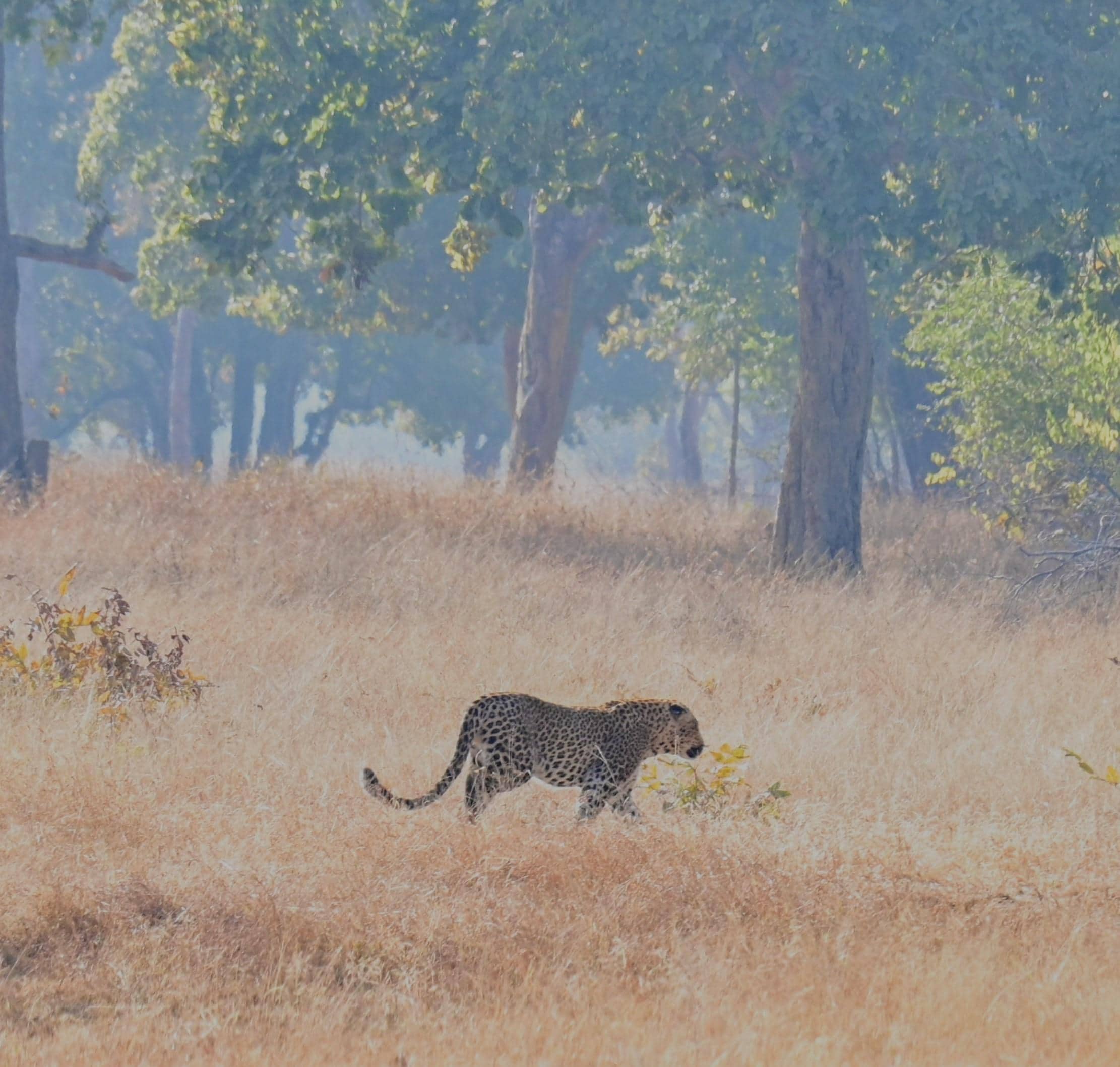 Leopard prowling in the tall brown grass at Panna National Park with trees in the background.