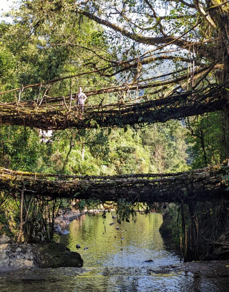 Girl standing on second level of the double decker Living Root Bridge in Meghalaya, India