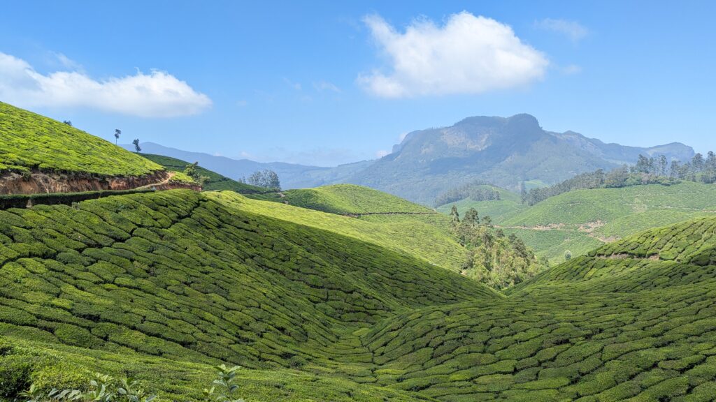 Tea fields in Munnar, a must do for 4 days in Kerala.