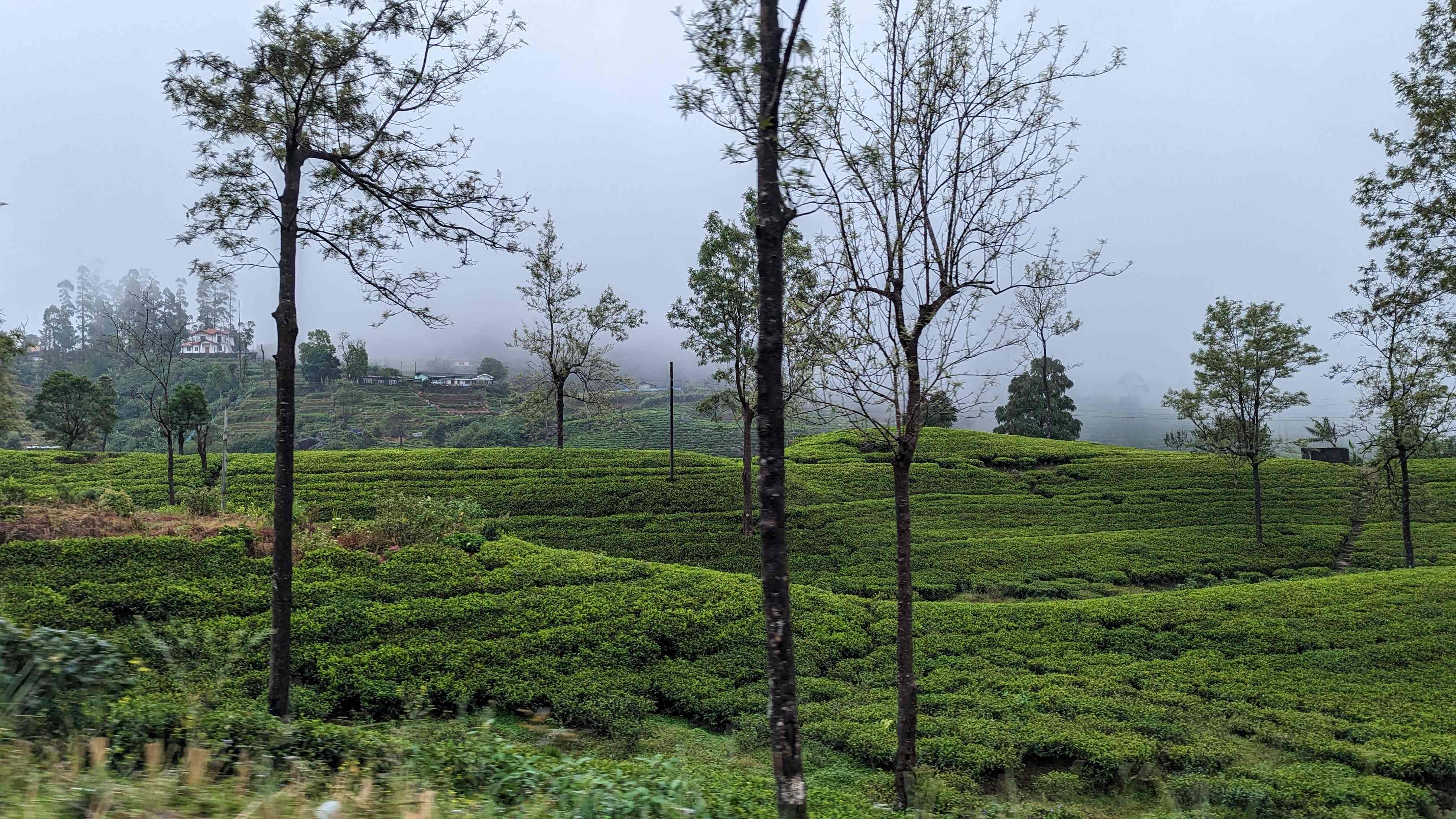 View of the green fields of a tea plantation in Nuwara Eliya.