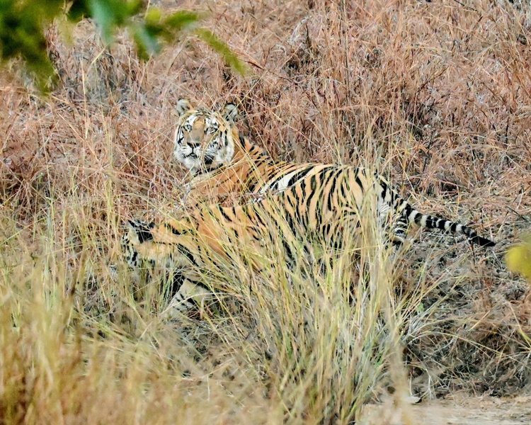 Tiger and her cub in the tall grass at Panna National Park