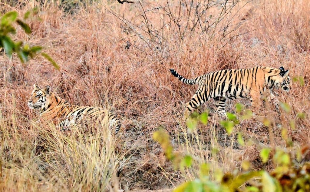 Two tiger cubs playing in tall brown grass at Panna National Park