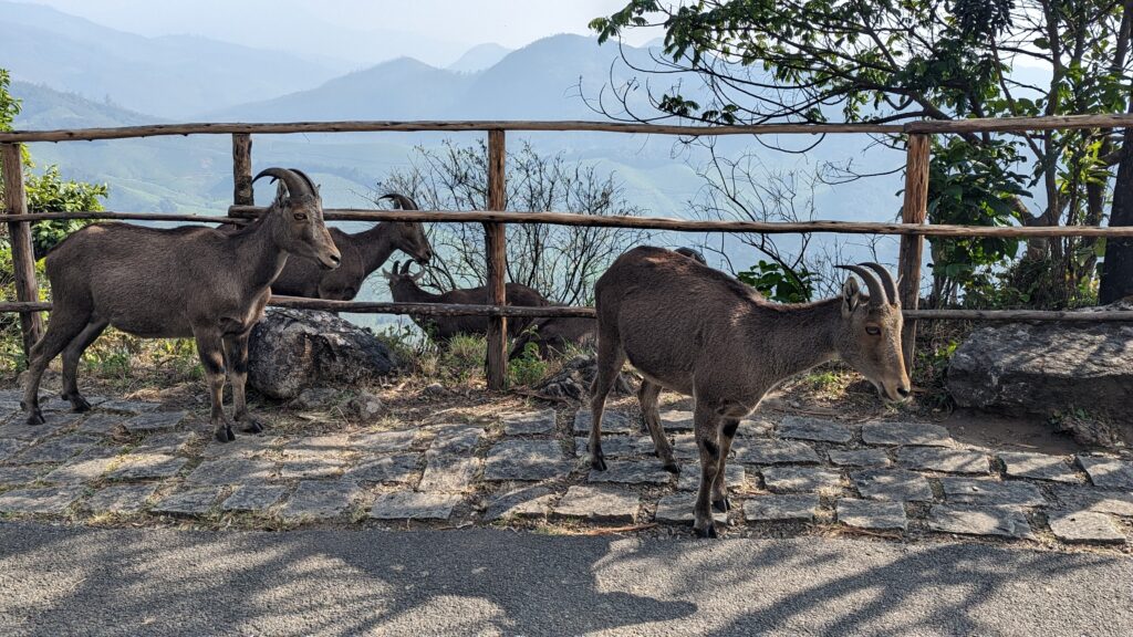 Tahr in Eravikulum National Park, a must do in 4 days in Kerala