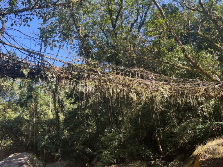 A view of the single decker living root bridge in Meghalaya from below it. Blue sky and green trees in the background with plant roots dangling from the natural bridge.