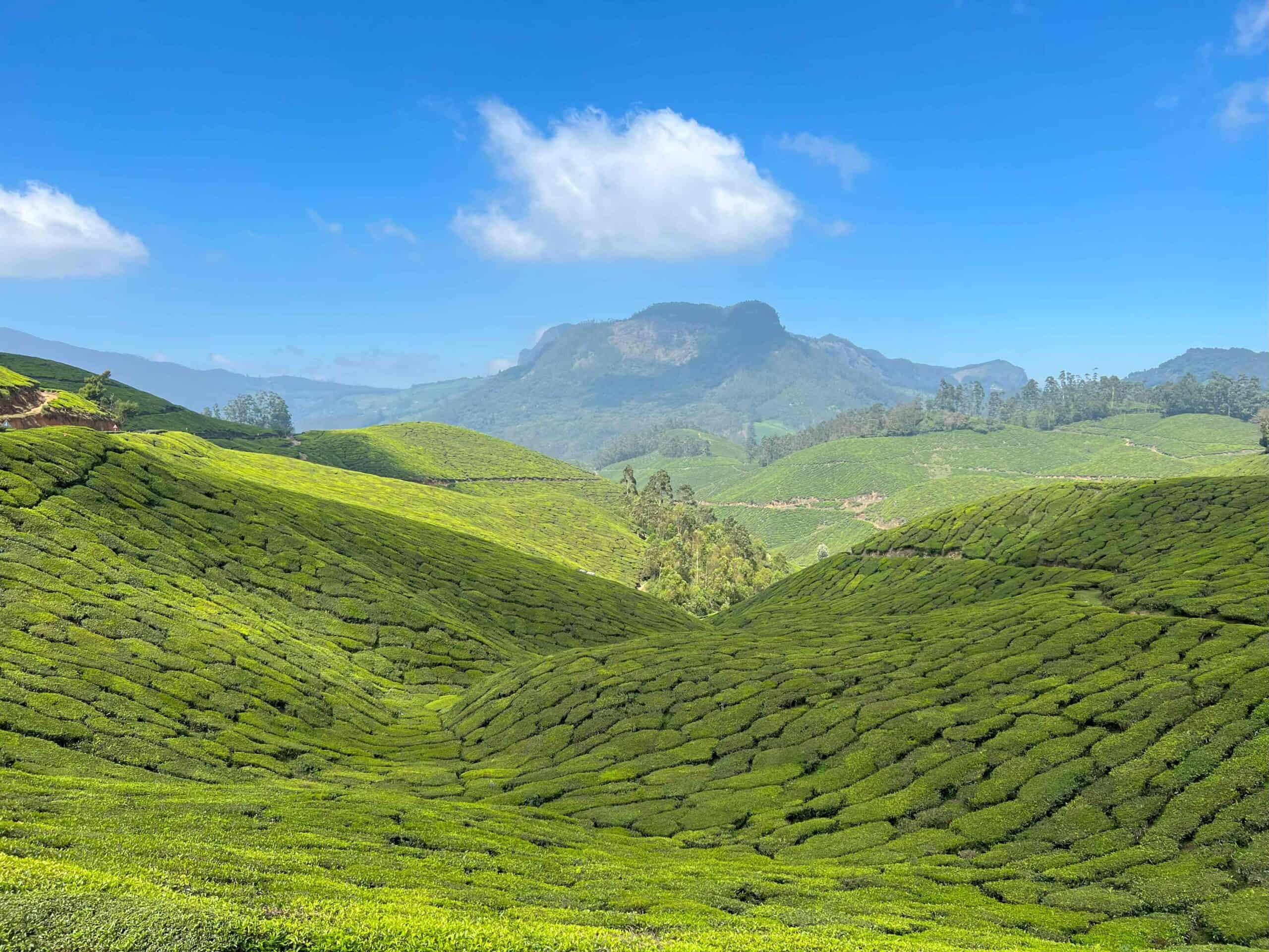 Lush green tea plantations rolling over hills under a clear blue sky in Munnar, India