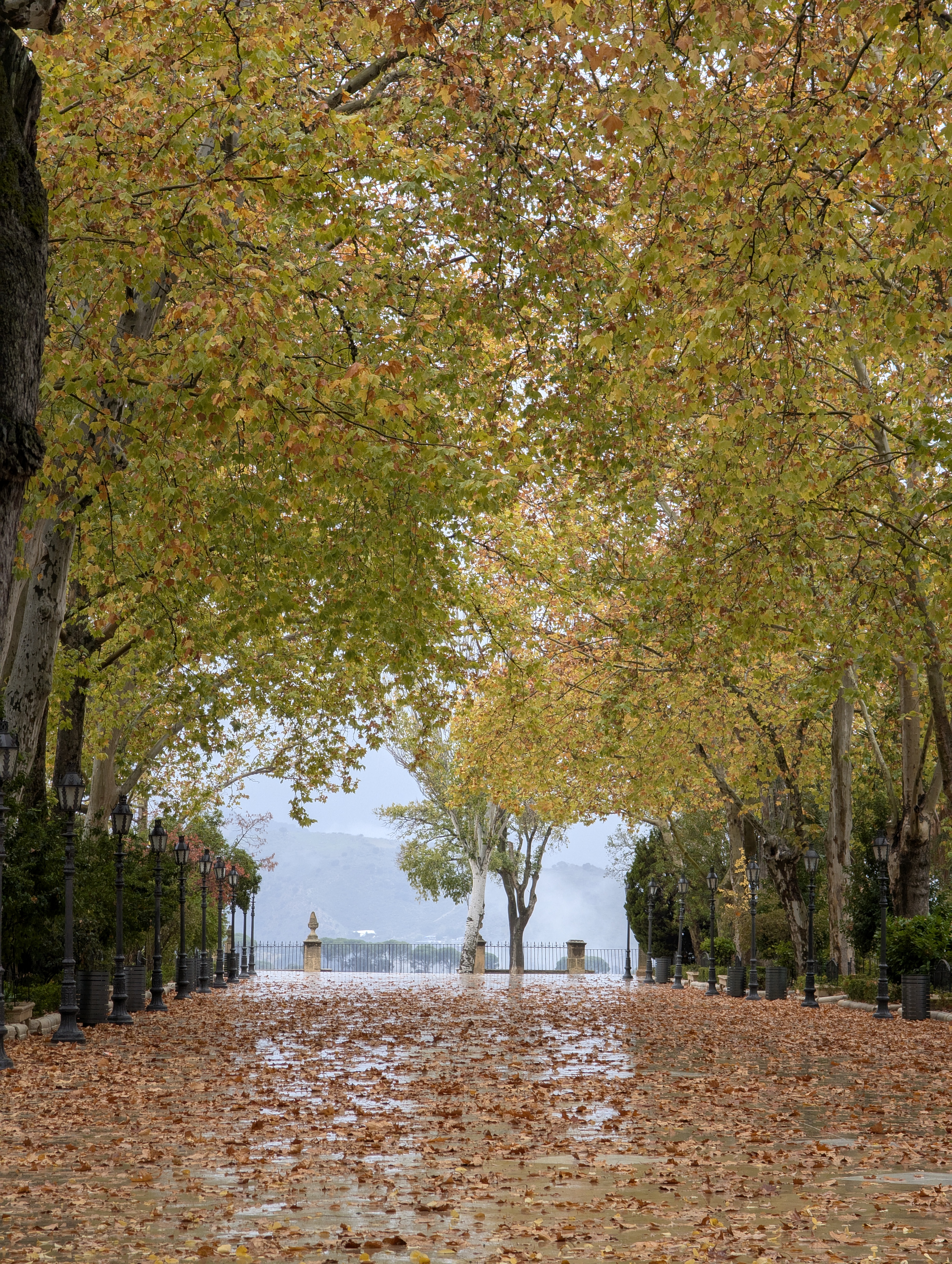 A fall view of a passage in a park in Ronda. The passage ends with a balcony in the background overlooking a cliff. There are trees lining both sides of the passage. There is fall foliage with yellow, orange and green leaves. There are leaves all along the passage too.  