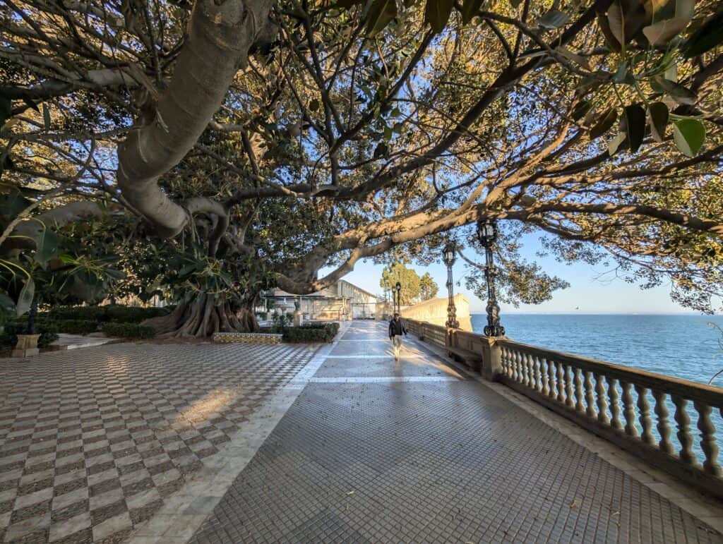 A picture of a giant ficus tree native to Cadiz in Spain. The tree is large with countless branches extending in every direction. You can see the sea to the right and the picture has been taken on the seawall promenade running along it. The tree covers the promenade and a checkered square next to it. 