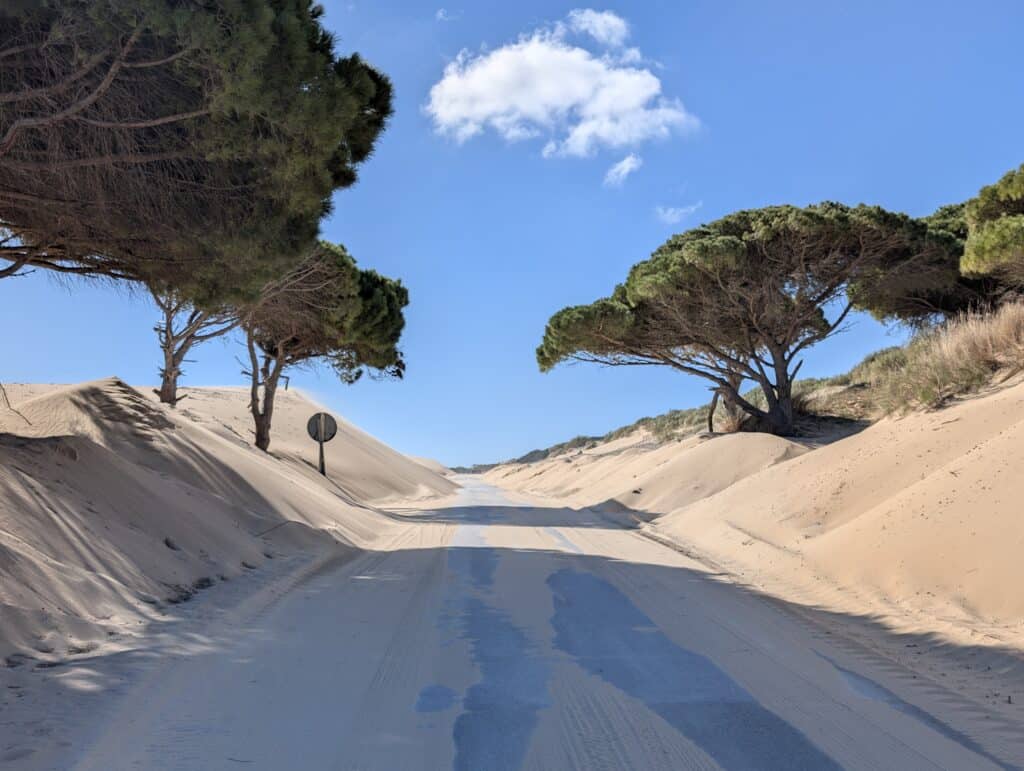 A picture of a road going through the sand dune of Duna De Valdevaqueros. There are sandy dunes on either side of the road with ficus trees lining both sides of the road. You can also see sand that has blown onto the road with a deep blue sky clear sky in the backdrop. 